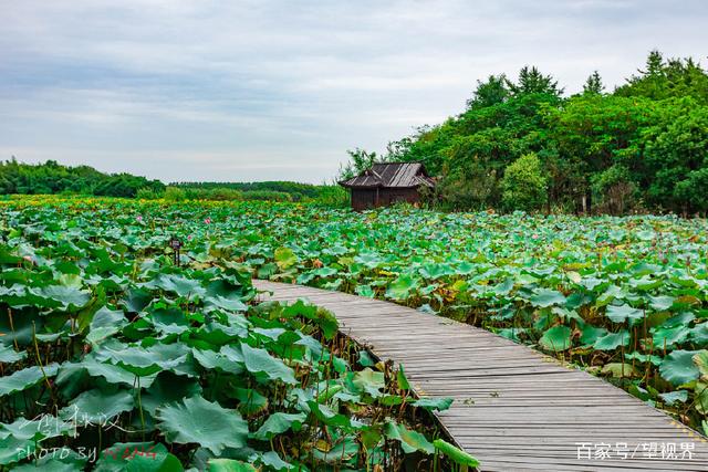 芦荡唱晚，夜宿沙家浜，尝阳澄湖大闸蟹，枕着虫鸣入睡(图7)