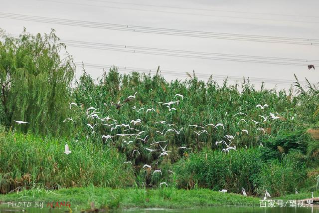 芦荡唱晚，夜宿沙家浜，尝阳澄湖大闸蟹，枕着虫鸣入睡(图18)